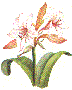 crinum
