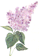 lilac